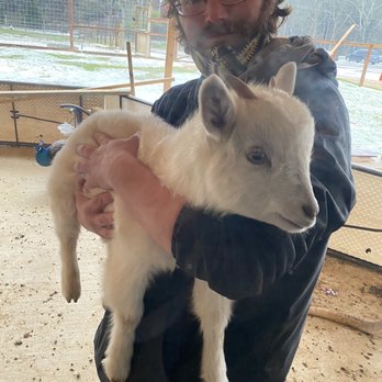 Magnolia Wilds - Pygmy goats - Zoos Near Me - Ethel, Louisiana Magnolia Wilds - Pygmy goats - Zoos Near Me - Ethel, Louisiana