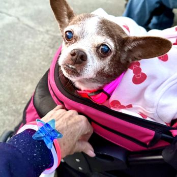 Emerald Supply - Little, the All American Sweetheart ESA Delivery Dog, has crossed the Rainbow Bridge.            Born: February 1, 2010 EOW: March 20, 2026 - Cannabis Dispensaries Near Me