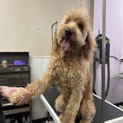 Our Dog Wash and Bakery