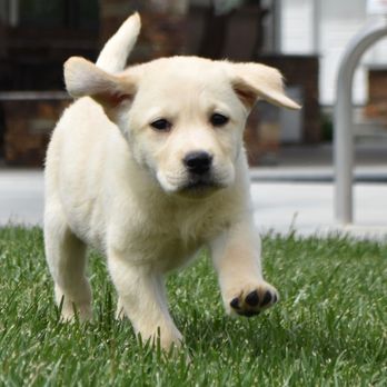 Rooster Valley Labradors - Pet Breeders Near Me Rooster Valley Labradors - Pet Breeders Near Me