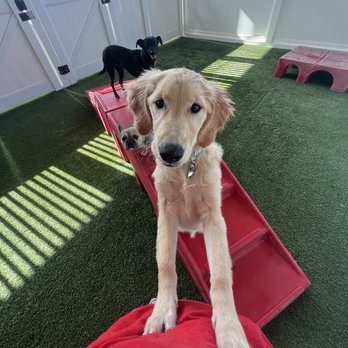 Camp Bow Wow - Pet Boarding Near Me - Cypress, Texas