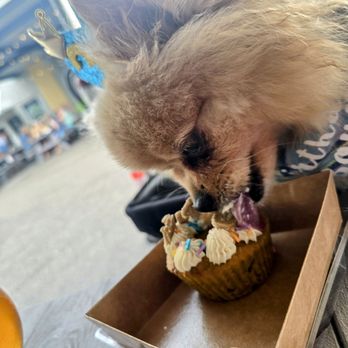 Drooling Dog Bakery - Pet Stores Near Me - Fort Myers, Florida