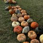 Rinkel Pumpkin Farm