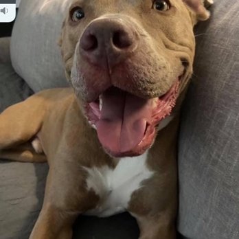 Allegiant Canine - Pet Training Near Me