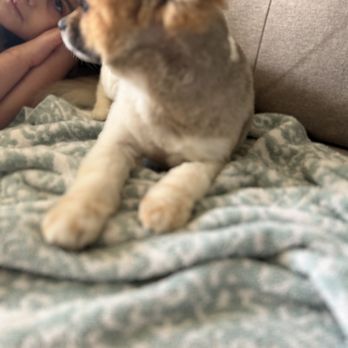 Bark Avenue Pdx - 3 - Pet Groomers Near Me - Tigard, Oregon Bark Avenue Pdx - 3 - Pet Groomers Near Me - Tigard, Oregon