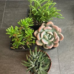 4 beautiful succulents (: