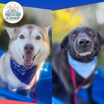 Hi Desert Mobile Dog Spa - Pet Groomers Near Me - Hesperia, California Hi Desert Mobile Dog Spa - Pet Groomers Near Me - Hesperia, California