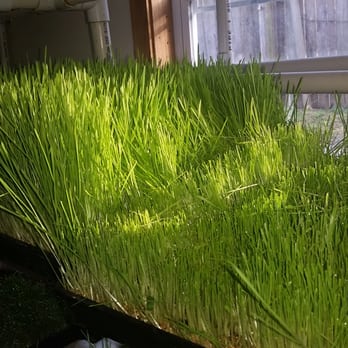 Detox Oasis - Dave's wheat grass farm - Weight Loss Centers Near Me - Shoals, Indiana