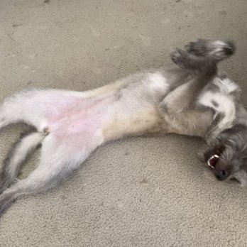 Happy Hound - A Happy Hound! - Pet Groomers Near Me - Oxnard, California