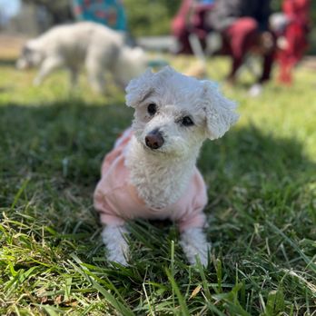 Lucky Buddies Pet Sitting - The ambassador Lucky! - Pet Boarding Near Me - San Jose, California Lucky Buddies Pet Sitting - The ambassador Lucky! - Pet Boarding Near Me - San Jose, California