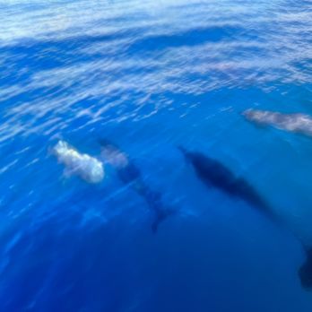 Holoholo Charters - Spinner dolphins - Boating Near Me - Eleele, Hawaii