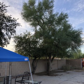 All About Trees - Tree Services Near Me - Gilbert, Arizona