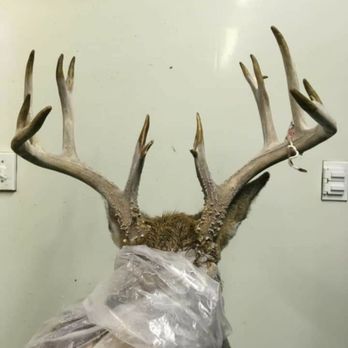 Kelly's Deer Processing - Michigan Bow season kill, Kellys deer processing offered deer processing and delivery and Antler Mounting. - Butcher Near Me - Big Rapids, Michigan Kelly's Deer Processing - Michigan Bow season kill, Kellys deer processing offered deer processing and delivery and Antler Mounting. - Butcher Near Me - Big Rapids, Michigan