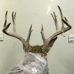 Kelly's Deer Processing - Michigan Bow season kill, Kellys deer processing offered deer processing and delivery and Antler Mounting.