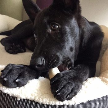 Austin Pets Alive! - Animal Shelters Near Me - Austin, Texas