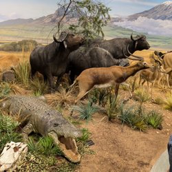 Cape buffalo, crocodiles and alligators