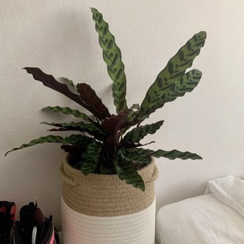 Evergreen Nursery - Rattlesnake plant - Nurseries & Gardening Near Me - Garden Grove, California
