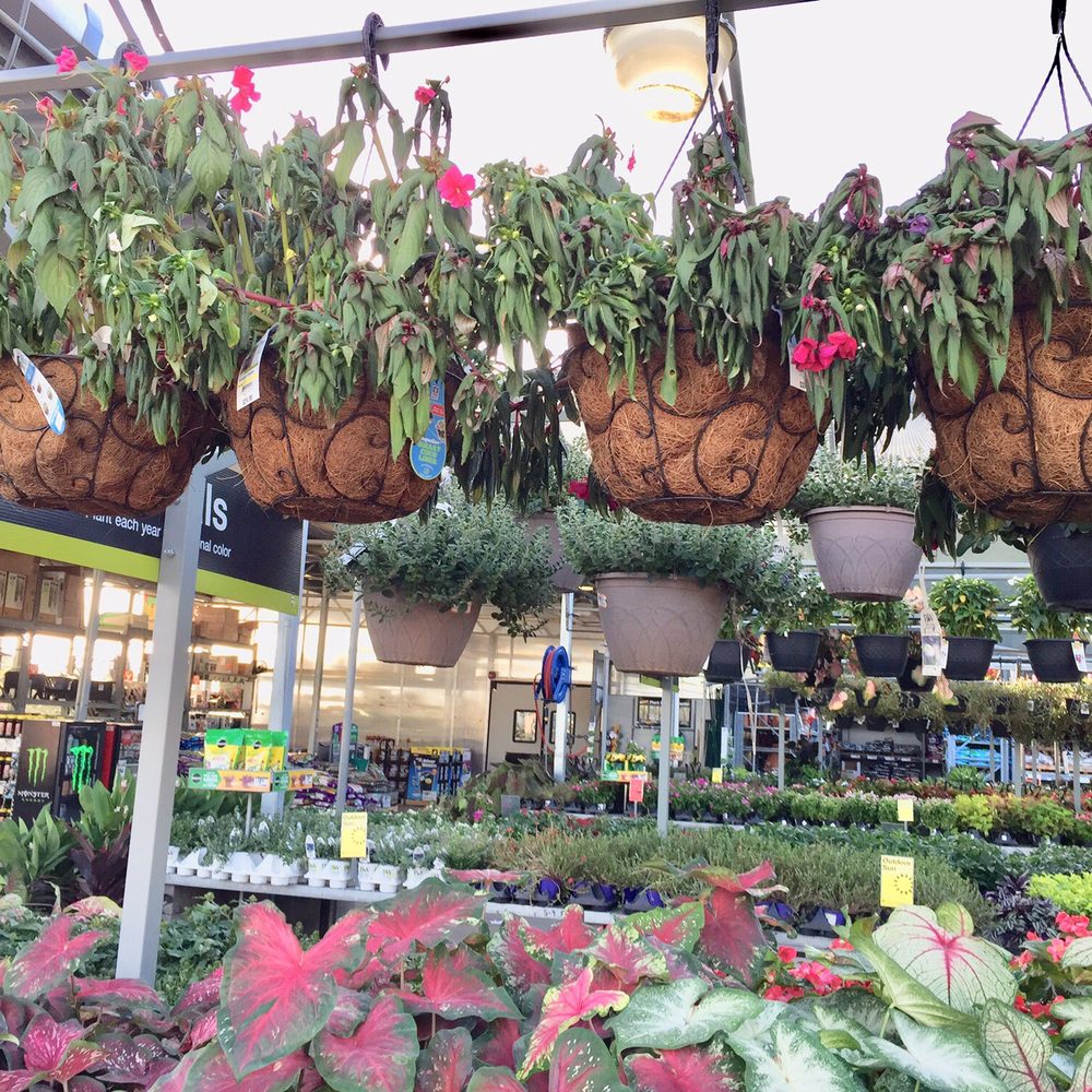 Plants in severe need of care and watering. Plants in severe need of care and watering.