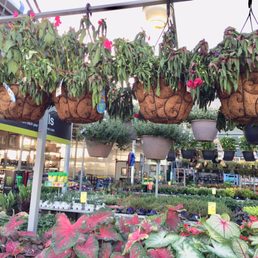 Plants in severe need of care and watering.