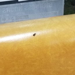 A ROACH SAYING HELLO! A ROACH SAYING HELLO!