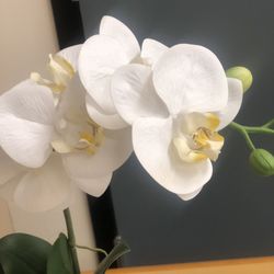 Carol E Salem, MD - Orchids