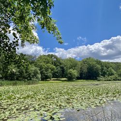 Barbour Pond - The pond
