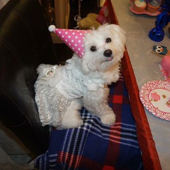 San Jose Puppies - Pet Services Near Me San Jose Puppies - Pet Services Near Me