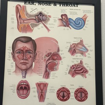 Nevada Ear + Sinus Institute - Ear Nose & Throat Near Me - Las Vegas, Nevada Nevada Ear + Sinus Institute - Ear Nose & Throat Near Me - Las Vegas, Nevada