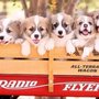 Rockin H Corgis