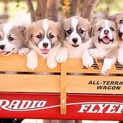 Rockin H Corgis