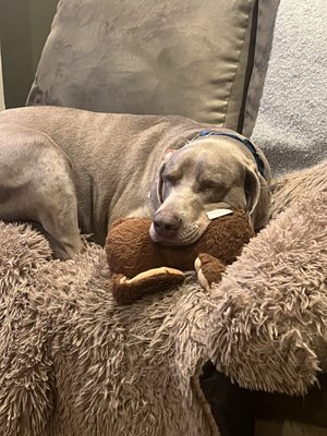 Thor's Tail Wagging Transformation - Meet Thor — a sweet, rescued Weimaraner with a heart of gold and a few quirks that come with his past. When his mom, Tammy, had to travel, she knew she needed trustworthy care. Enter Melissa, one of our experienced positive-reinforcement trainers, and Mimi, one of our devoted boarders. With calm, confident handling, customized attention, and lots of love, Thor settled in beautifully.

Tammy shared, “Would give 6 stars (paw prints) if I could… Mimi was AMAZING! From sending photos and texts to reassuring me that Thor was happy. Now he gets excited to visit her!”

At Wonder Dog Training, we love seeing pups like Thor not only thrive — but run back for more tail wags and belly rubs! 💛

Whether your dog needs expert training, compassionate boarding, or both, we're here to help you and your pup feel supported every step of the way.
