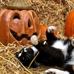 Smithland Pet & Garden Center-formerly Agway of Middlefield - See if you can spot Flower, the Smithland barn cat