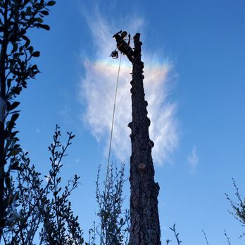 A & C Services - Removing the bark beetle tree - Tree Services Near Me