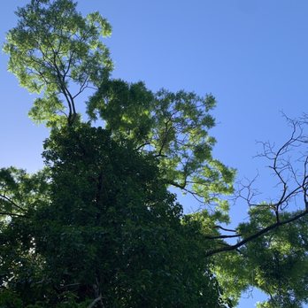 Madriz Tree Service - Before - Tree Services Near Me - Richmond, California Madriz Tree Service - Before - Tree Services Near Me - Richmond, California
