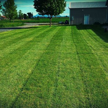CV Lawn King - a green lawn with a shed in the background - Landscaping Near Me - Logan, Utah