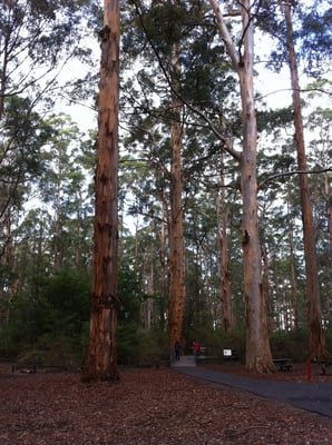 Gloucester Tree by null