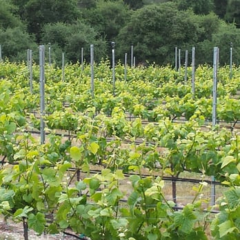 Carmel Valley Ranch - Mmmm... wine (to be.) - Hotels Near Me - Carmel, California