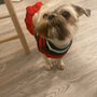 Photo of Pet Spa Grooming