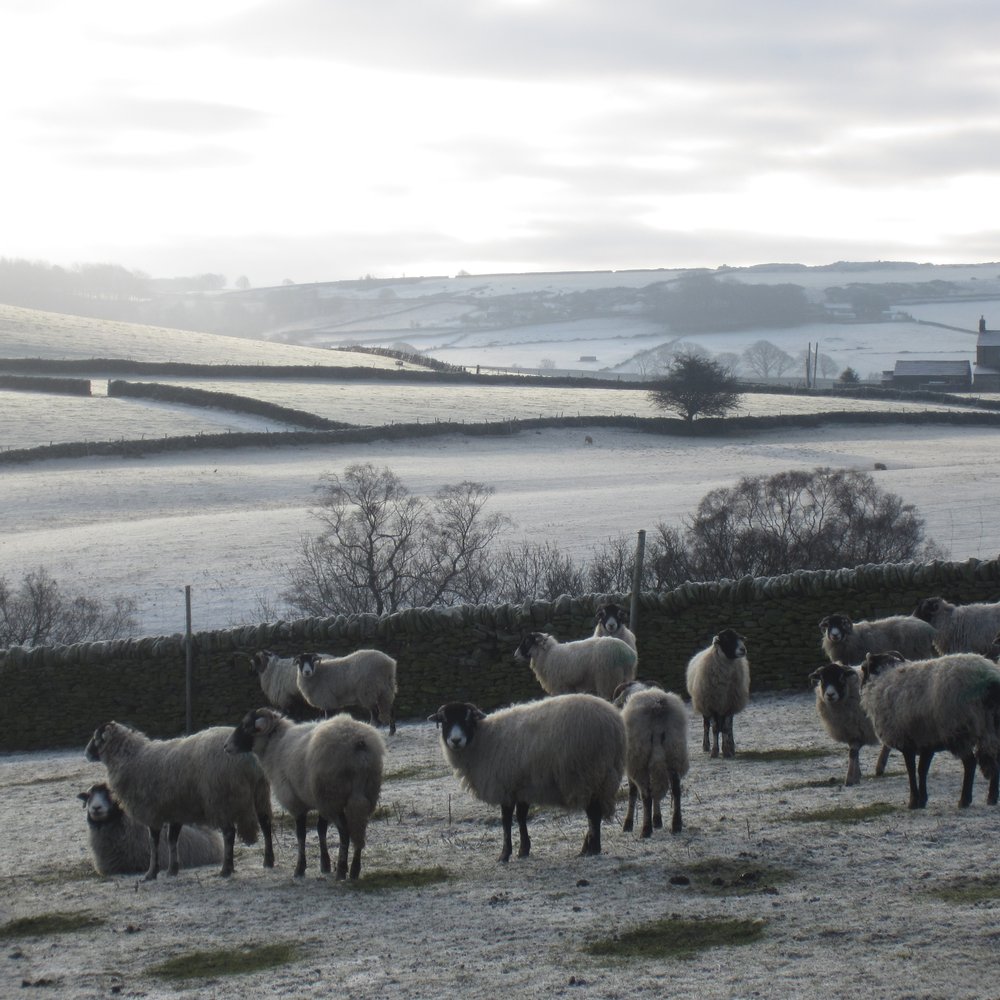 Camping Barn - The pretty view from the barn. It was a little chilly, but the sheep didn't seem to mind... - Campgrounds Near Me - Derbyshire, DBY