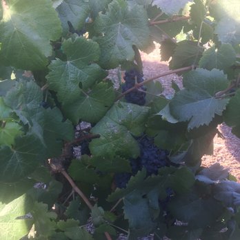 Ponte Winery - Grapes - Wineries Near Me - Temecula, California