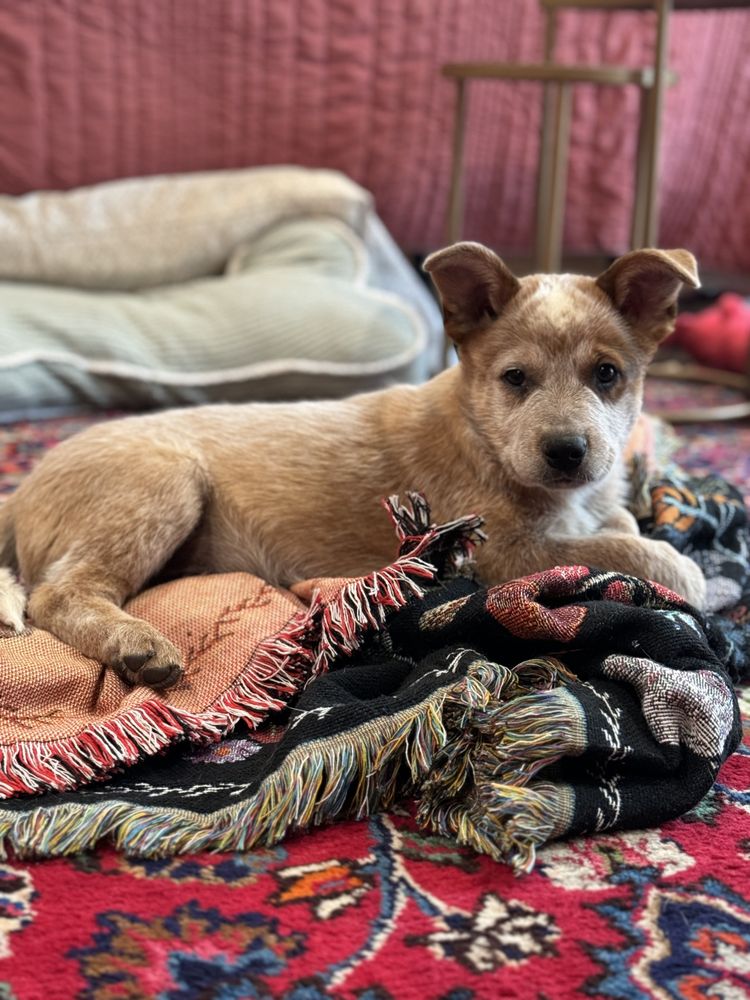 RedHorizon Heelers AKC Australian Cattle Dogs Image