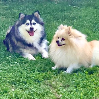 Pepe Le Pooch Grooming Salon - My pomsky and my Pomeranian - Pet Groomers Near Me - Spring Hill, Tennessee Pepe Le Pooch Grooming Salon - My pomsky and my Pomeranian - Pet Groomers Near Me - Spring Hill, Tennessee