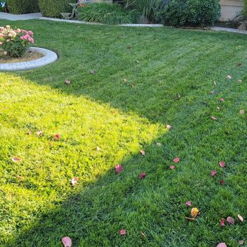 Deo Gloria Lawn Care - a green lawn with leaves on the grass - Lawn Services Near Me Deo Gloria Lawn Care - a green lawn with leaves on the grass - Lawn Services Near Me