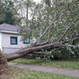 Photo of Green Giant Tree & Grading