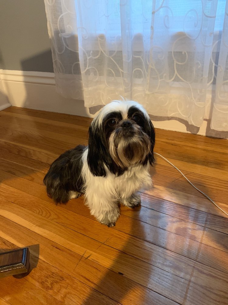 IT’S A PET’S WORLD 70 Photos & 32 Reviews Pet Groomers 147 Bridge St, Weymouth, MA Phone