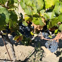Allegretto Vineyard Tour - Very sweet grapes that guests can taste