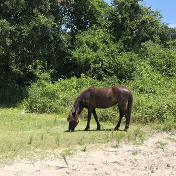 Wild Horse Adventure Tours - Tours Near Me - Corolla, North Carolina Wild Horse Adventure Tours - Tours Near Me - Corolla, North Carolina
