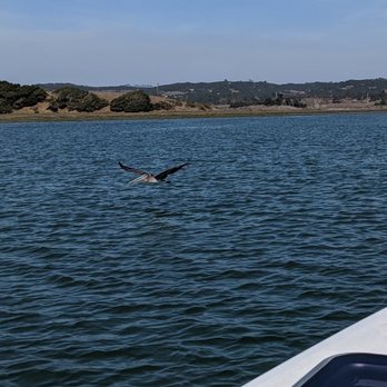 Monterey Bay Eco Tours - Pelicans cruising by the bow of the El Cat. - Boat Tours Near Me - Moss Landing, California Monterey Bay Eco Tours - Pelicans cruising by the bow of the El Cat. - Boat Tours Near Me - Moss Landing, California