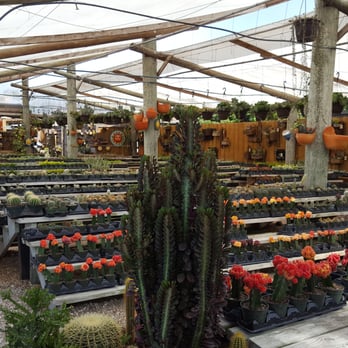 Isaac Farms - Beautiful selection of succulents - Nurseries & Gardening Near Me - Miami, Florida Isaac Farms - Beautiful selection of succulents - Nurseries & Gardening Near Me - Miami, Florida