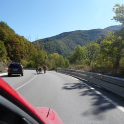 Europcar - Cows on the Road